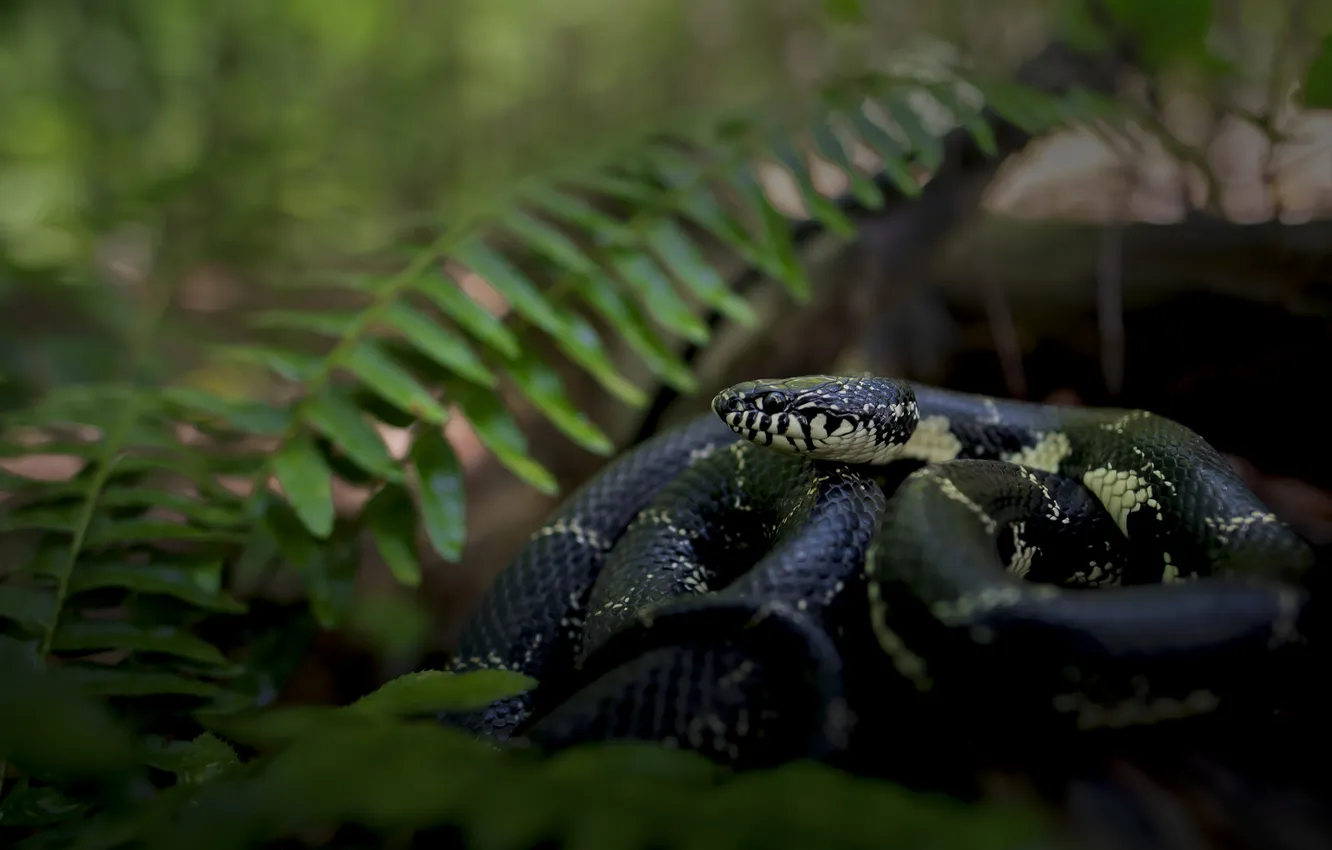 Photo wallpaper the dark background, snake, fern