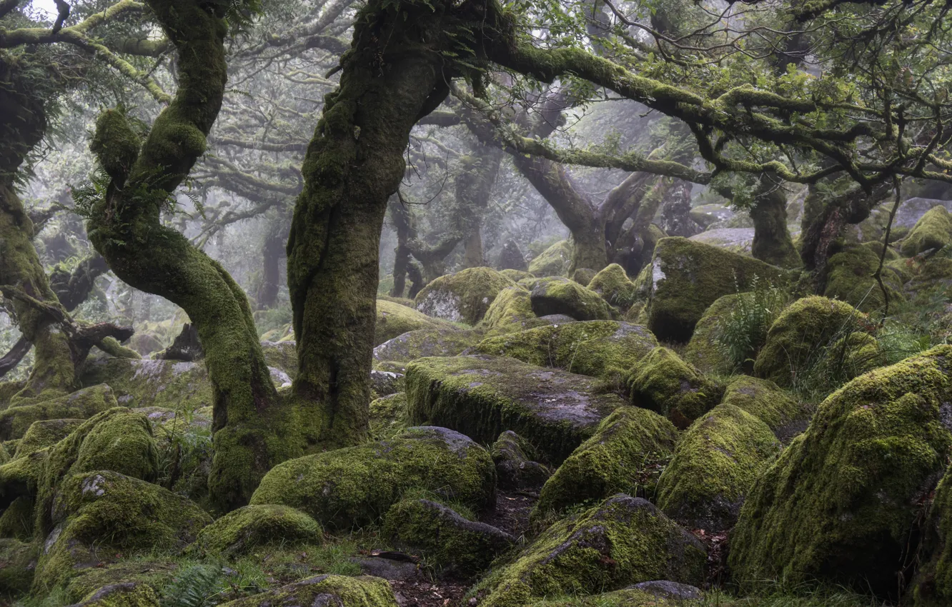 Photo wallpaper forest, trees, nature, fog, stones, England, moss, Wistman's Wood