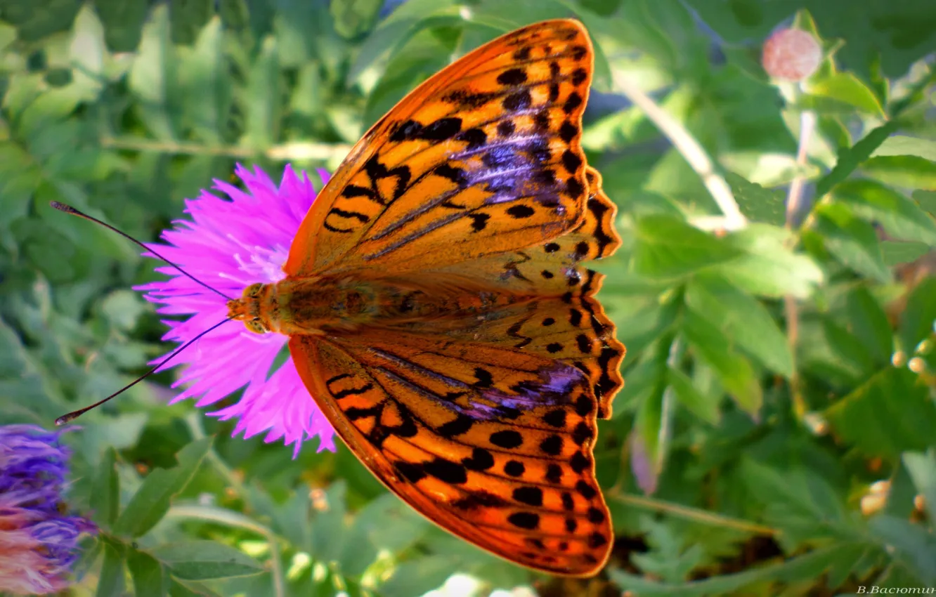 Photo wallpaper summer, butterfly, August