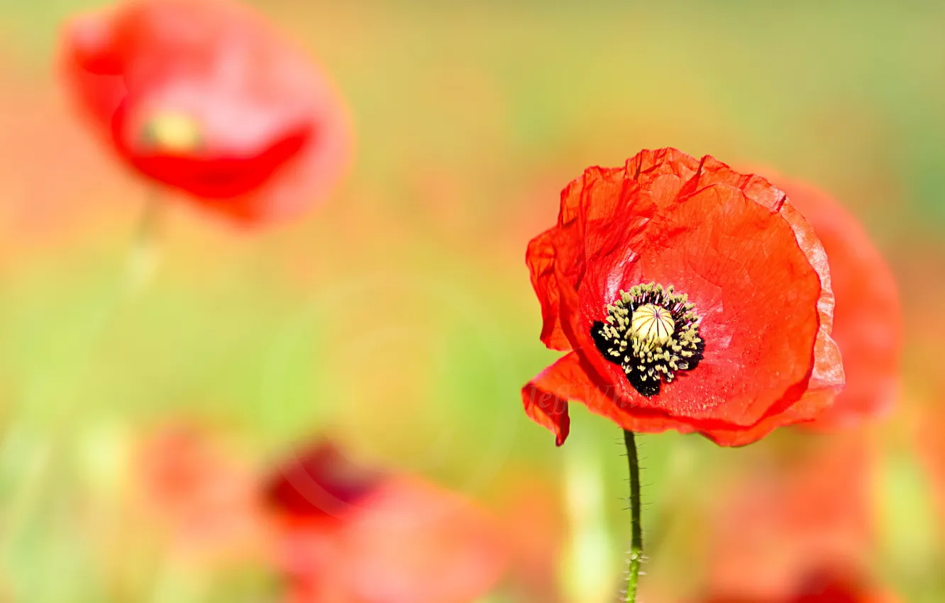 Photo wallpaper flowers, red, Mac, Maki