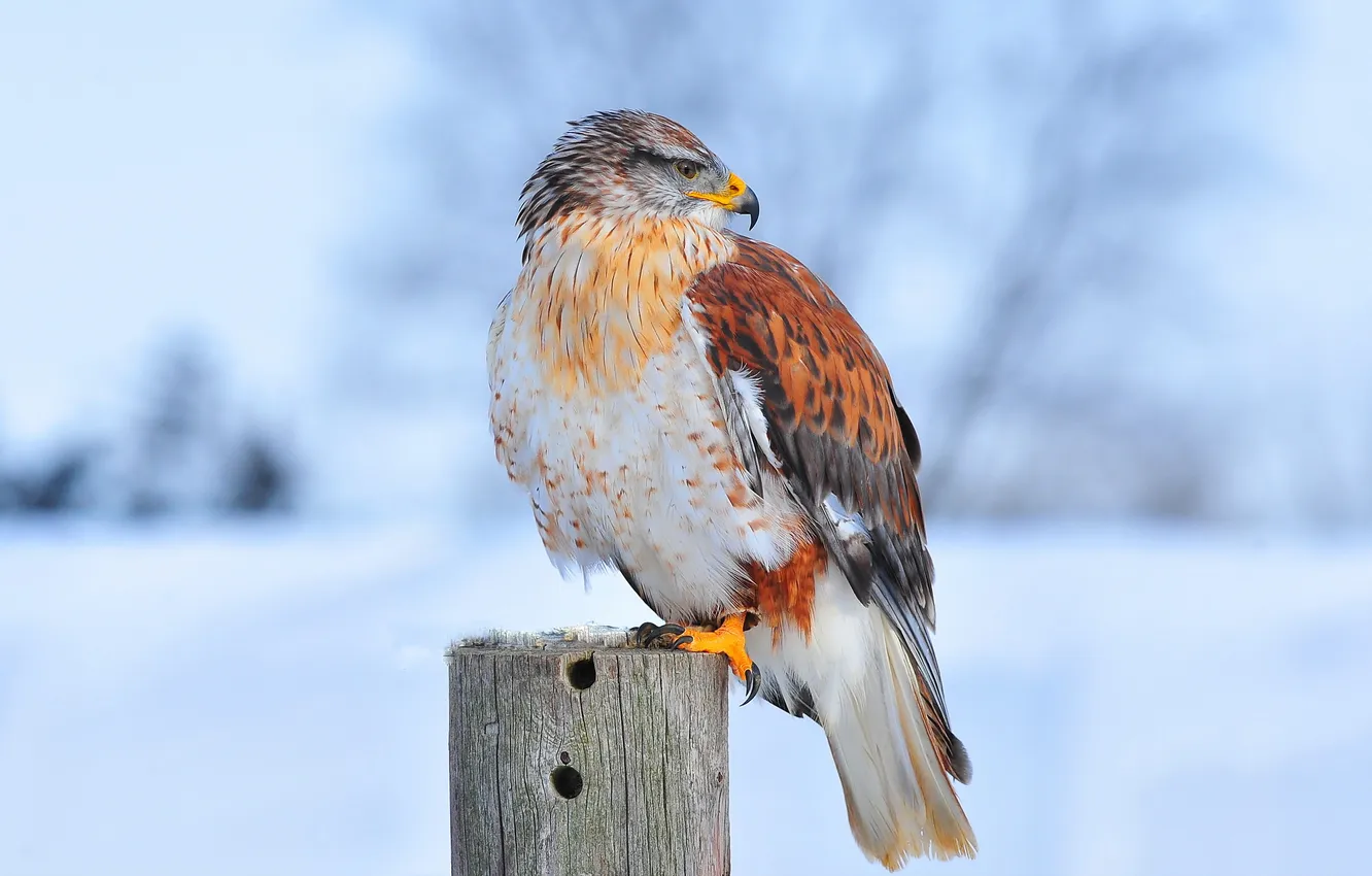 Photo wallpaper nature, bird, Ferruginous Hawk