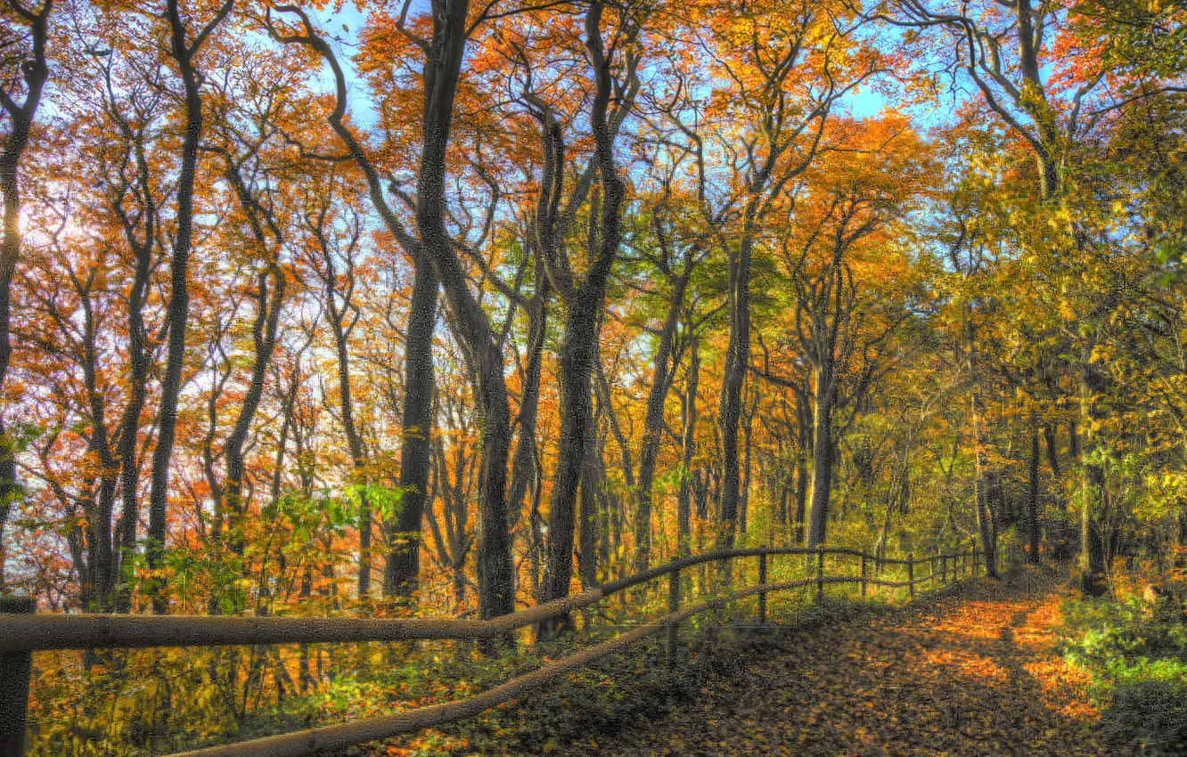 Photo wallpaper autumn, forest, the sky, leaves, trees, branch, fence, track