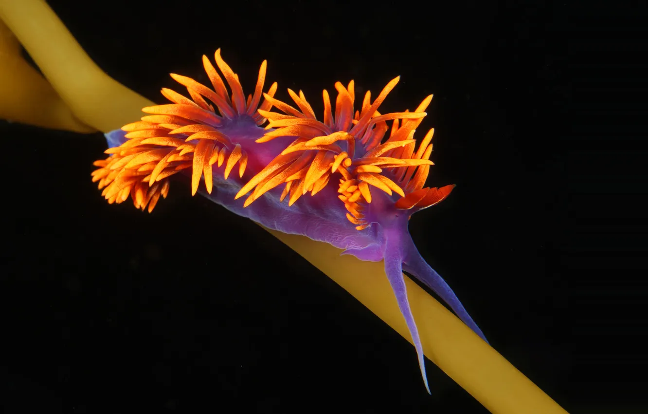 Photo wallpaper sea, light, the ocean, color, snail, polyps