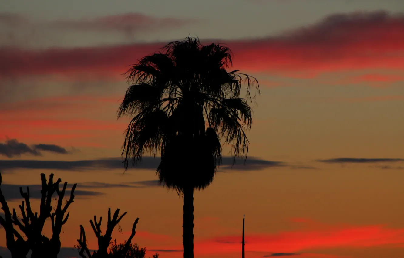Photo wallpaper the sky, clouds, sunset, palm trees, silhouette, glow