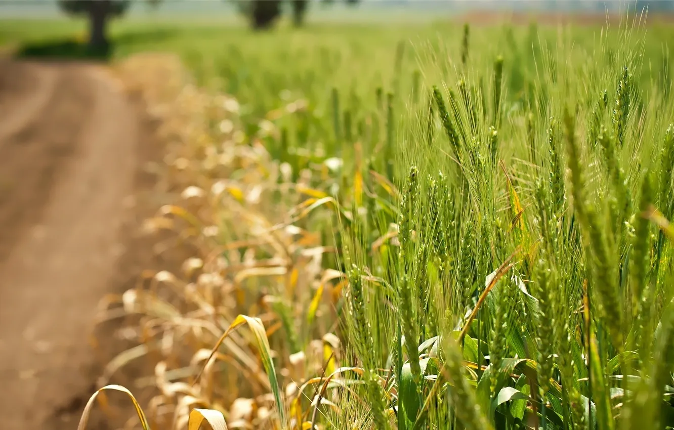 Photo wallpaper road, wheat, field, summer, ears