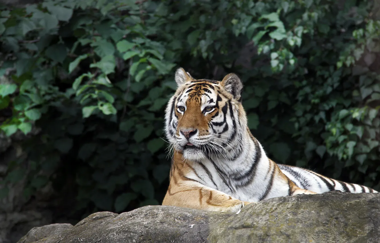 Photo wallpaper greens, leaves, tiger, stones, animal, predator, the bushes