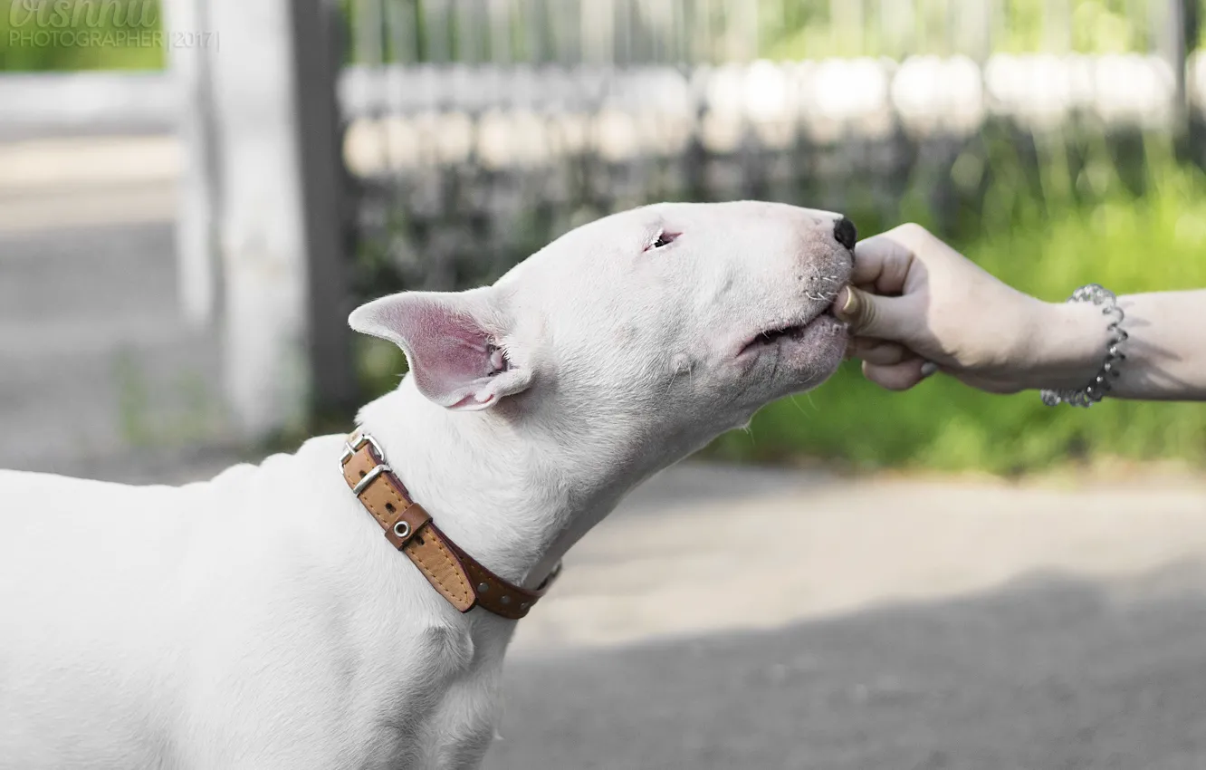Photo wallpaper white, grass, nature, animal, people, dog, hands, beautiful