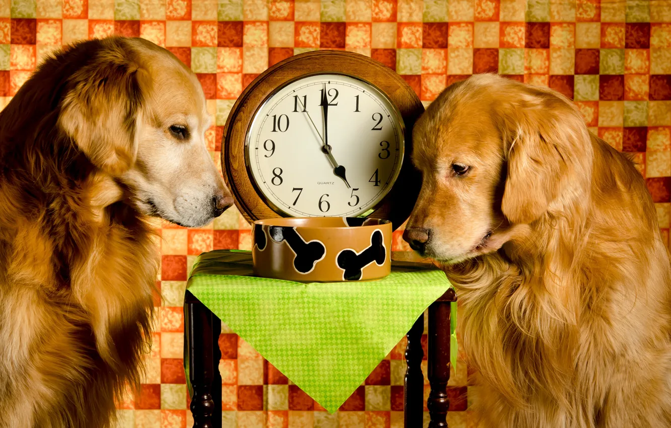 Photo wallpaper time, two, watch, the situation, dog, red, bowl, Golden