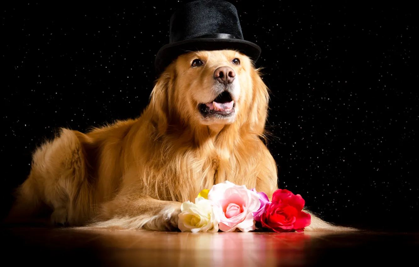 Photo wallpaper roses, hat, Retriever, dogs, roses, retriever