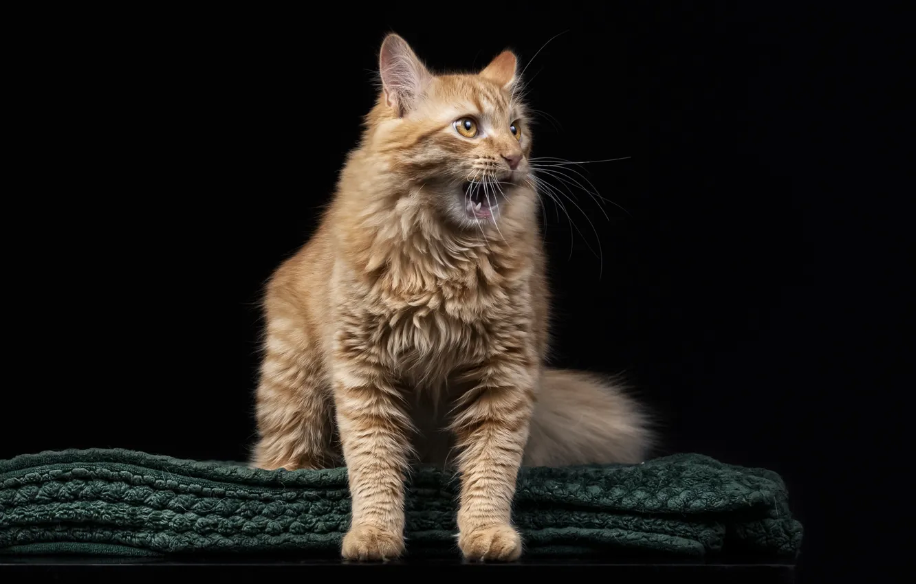 Photo wallpaper cat, cat, red