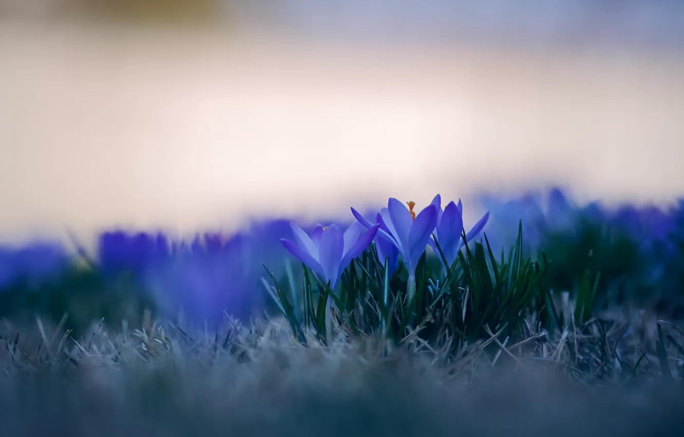 Photo wallpaper grass, macro, flowers, petals, blur, blue, Crocuses