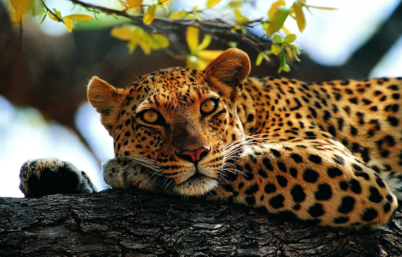 Photo wallpaper look, tree, Leopard, paws, contrast, lies, spotted