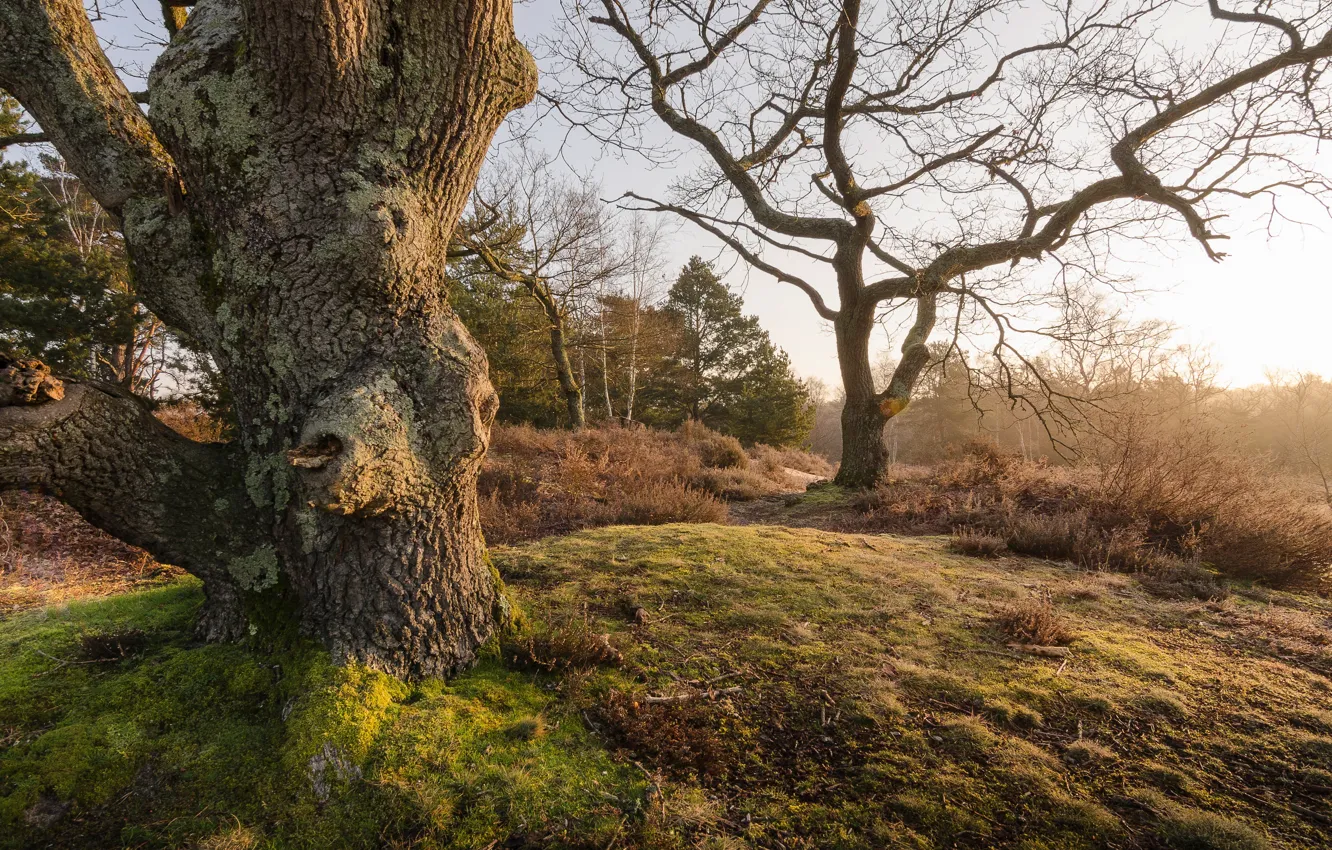 Photo wallpaper forest, trees, nature