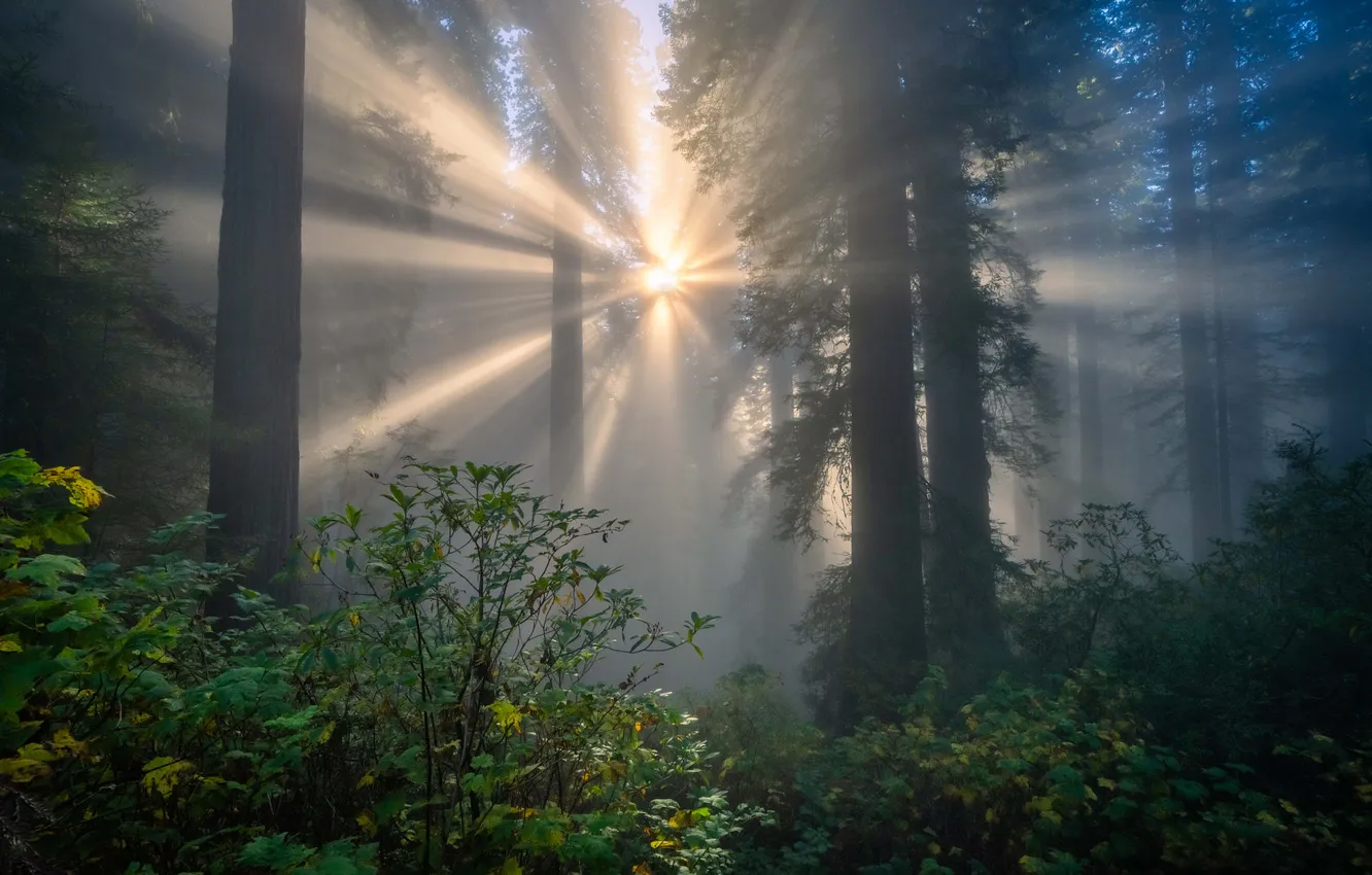 Photo wallpaper morning, rays, fog, trees, the bushes, the sun, thickets, forest