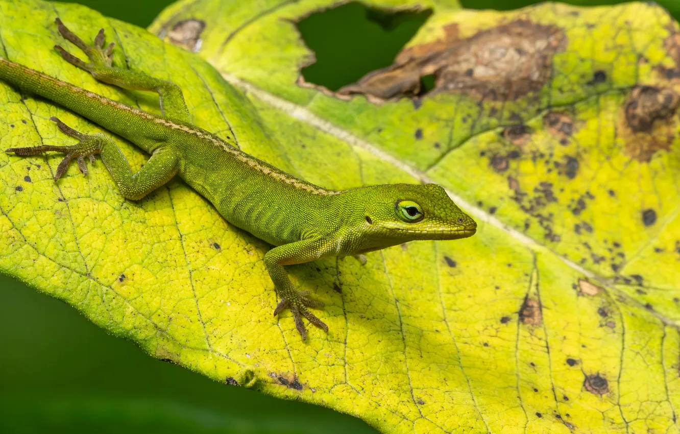 Photo wallpaper leaves, nature, lizard
