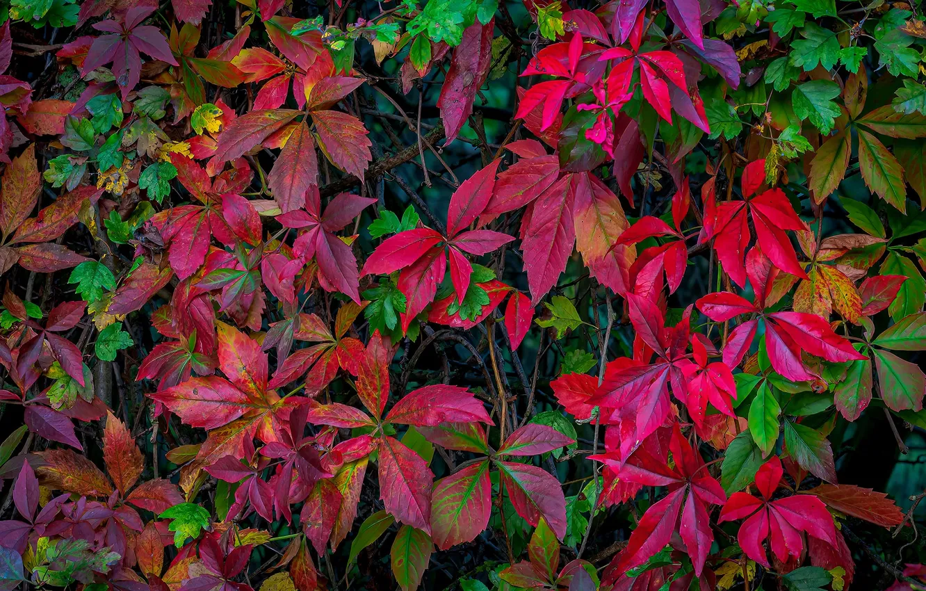 Photo wallpaper leaves, plant, red leaves
