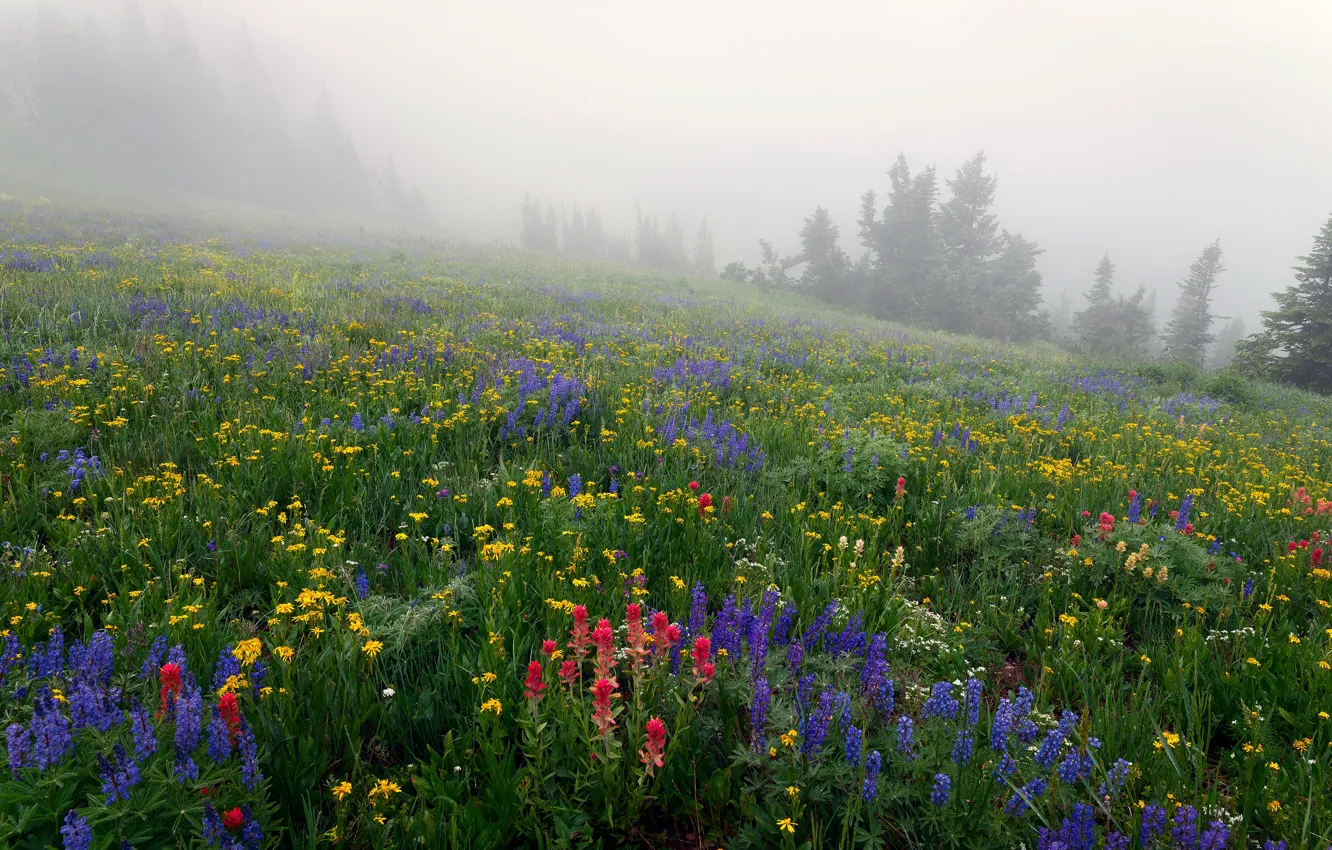 Photo wallpaper grass, trees, flowers, fog, slope, meadow