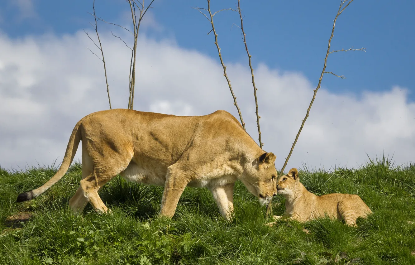 Photo wallpaper the sky, grass, glade, baby, pair, lions, lioness, mom