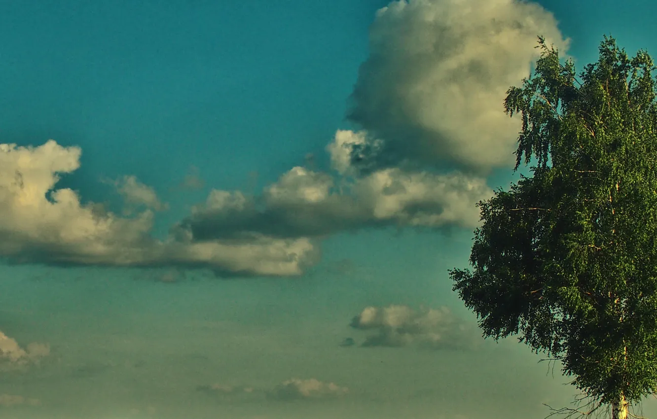 Photo wallpaper the sky, grass, clouds, trees, foliage, the bushes