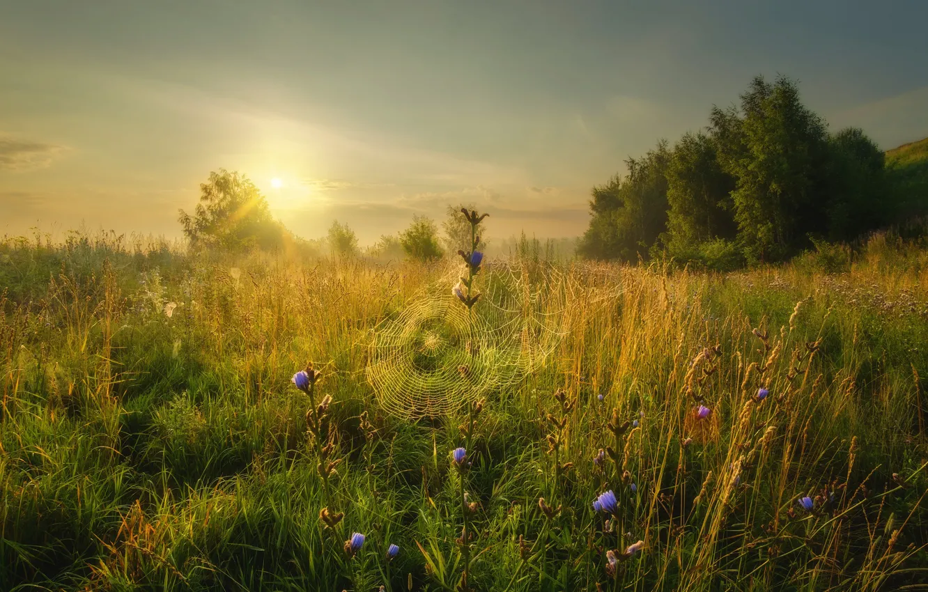 Photo wallpaper field, grass, trees, landscape, nature, web, morning, Konstantinovo