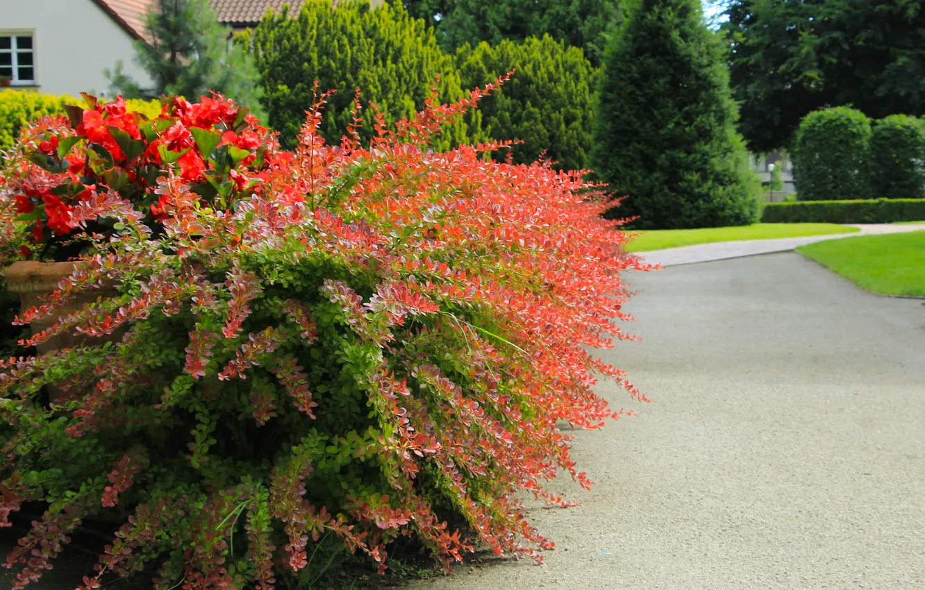 Photo wallpaper park, color, plants, alley