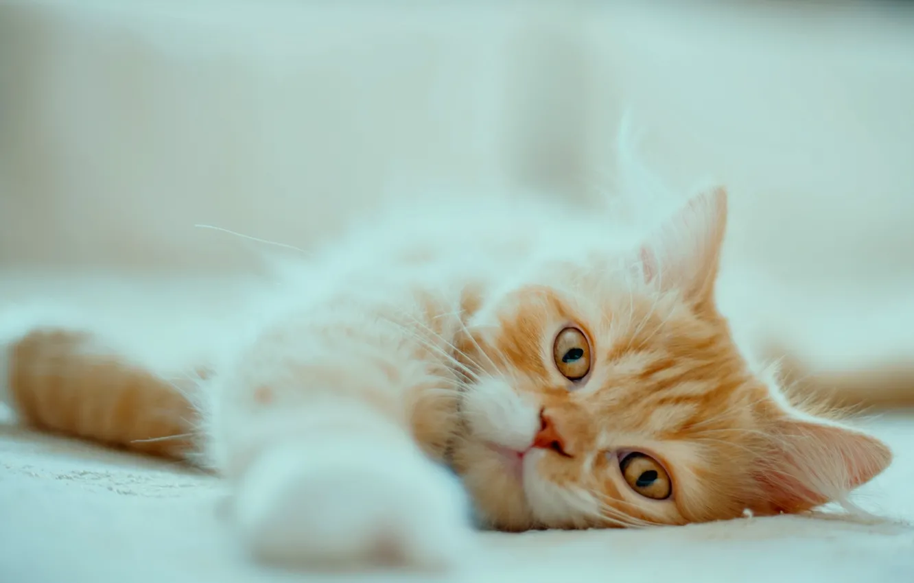 Photo wallpaper cat, look, muzzle, red, foot, Persian cat