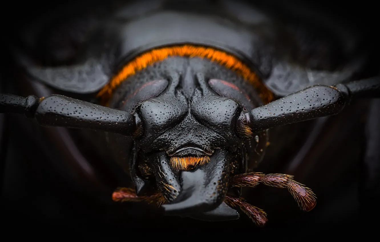 Photo wallpaper insect, Prioninae, Coleoptera, Barbels, Prionini