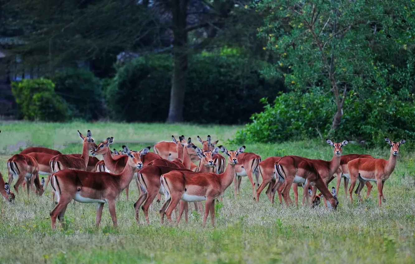 Photo wallpaper forest, nature, glade, a lot, the herd, Impala, antelope, Impala
