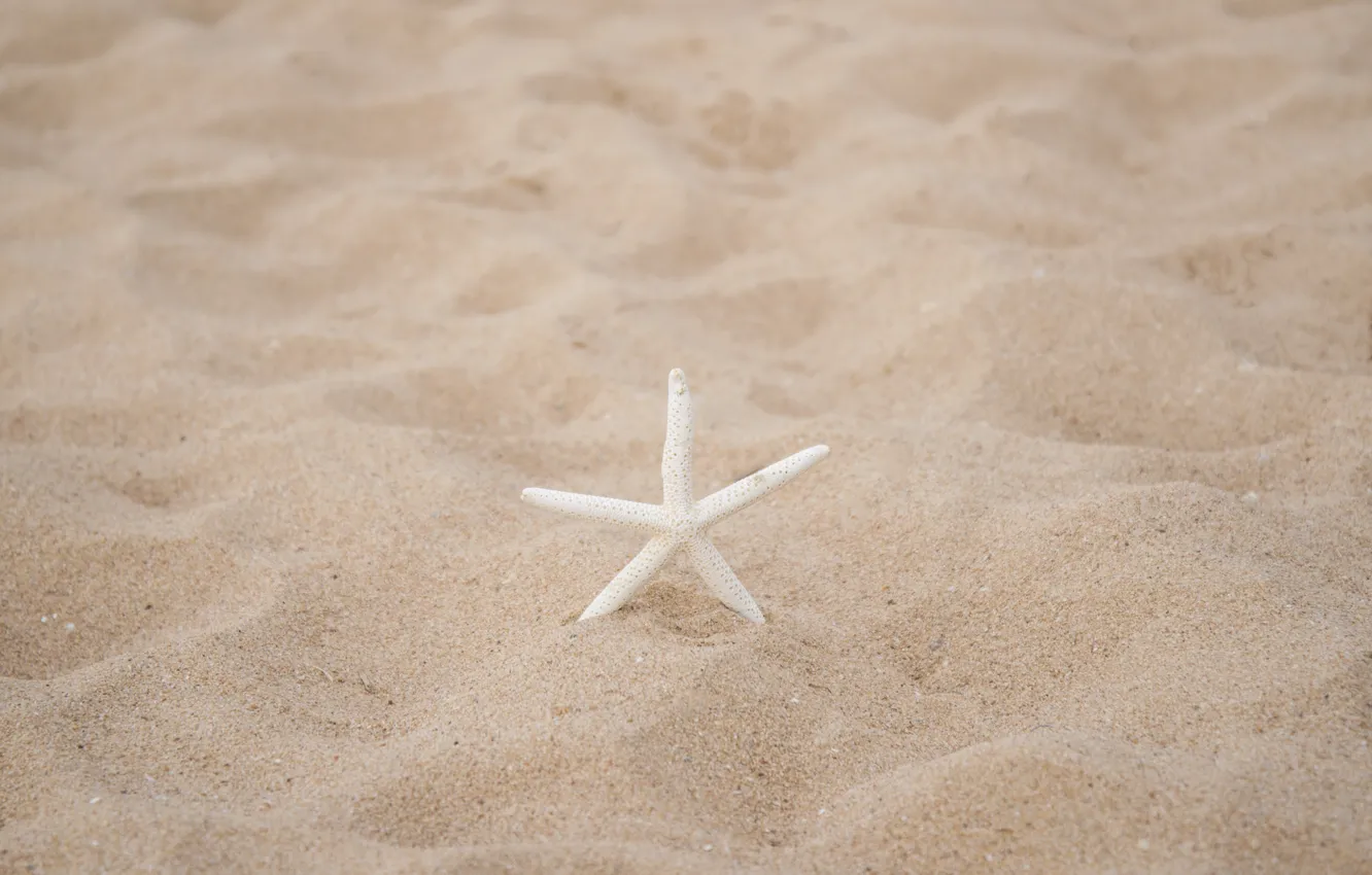 Photo wallpaper sand, beach, nature, starfish