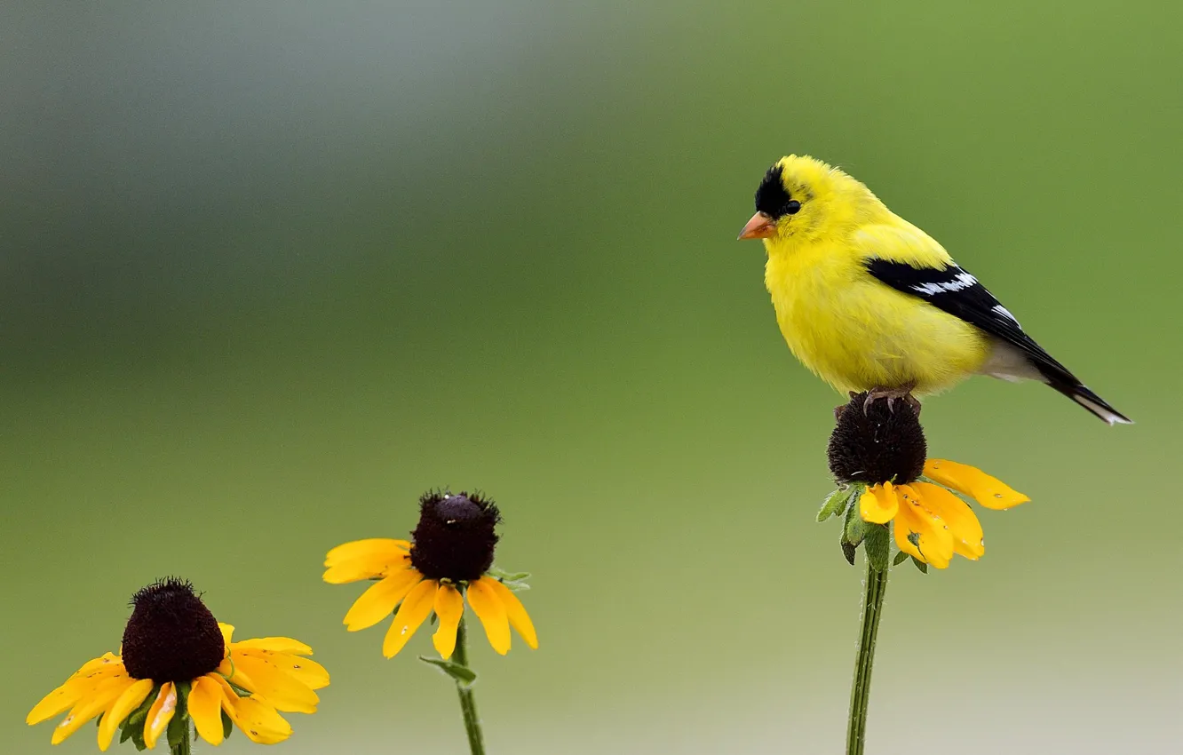 Photo wallpaper flowers, bird, green background, wildlife, yellow bird