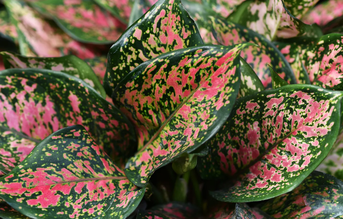 Photo wallpaper leaves, plant, aglaonema