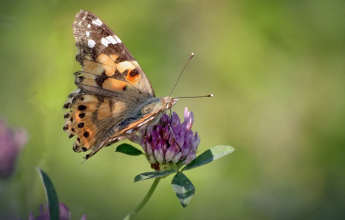 Photo wallpaper flowers, butterfly, bokeh, The painted lady