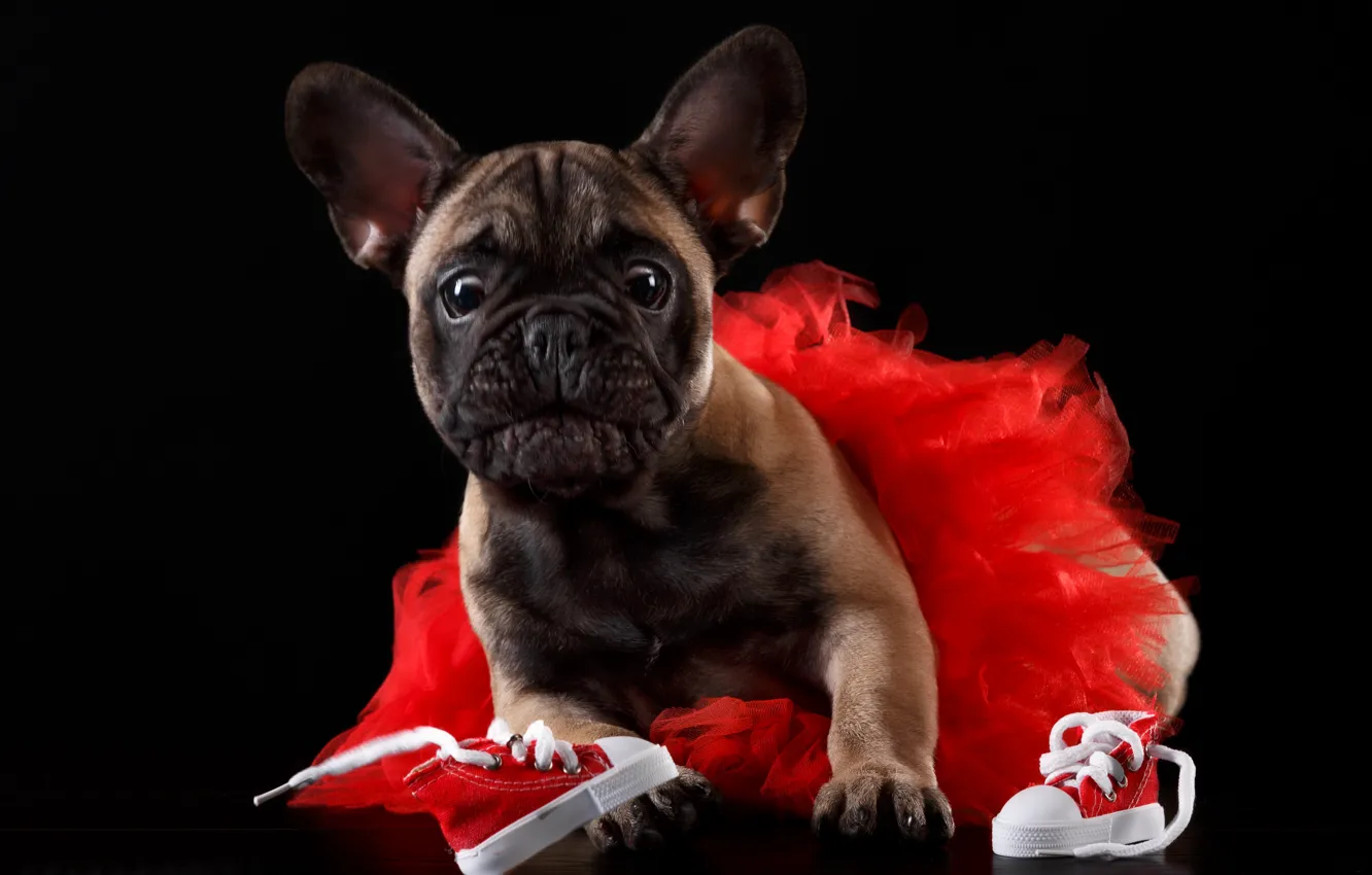 Photo wallpaper shoes, skirt, baby, puppy