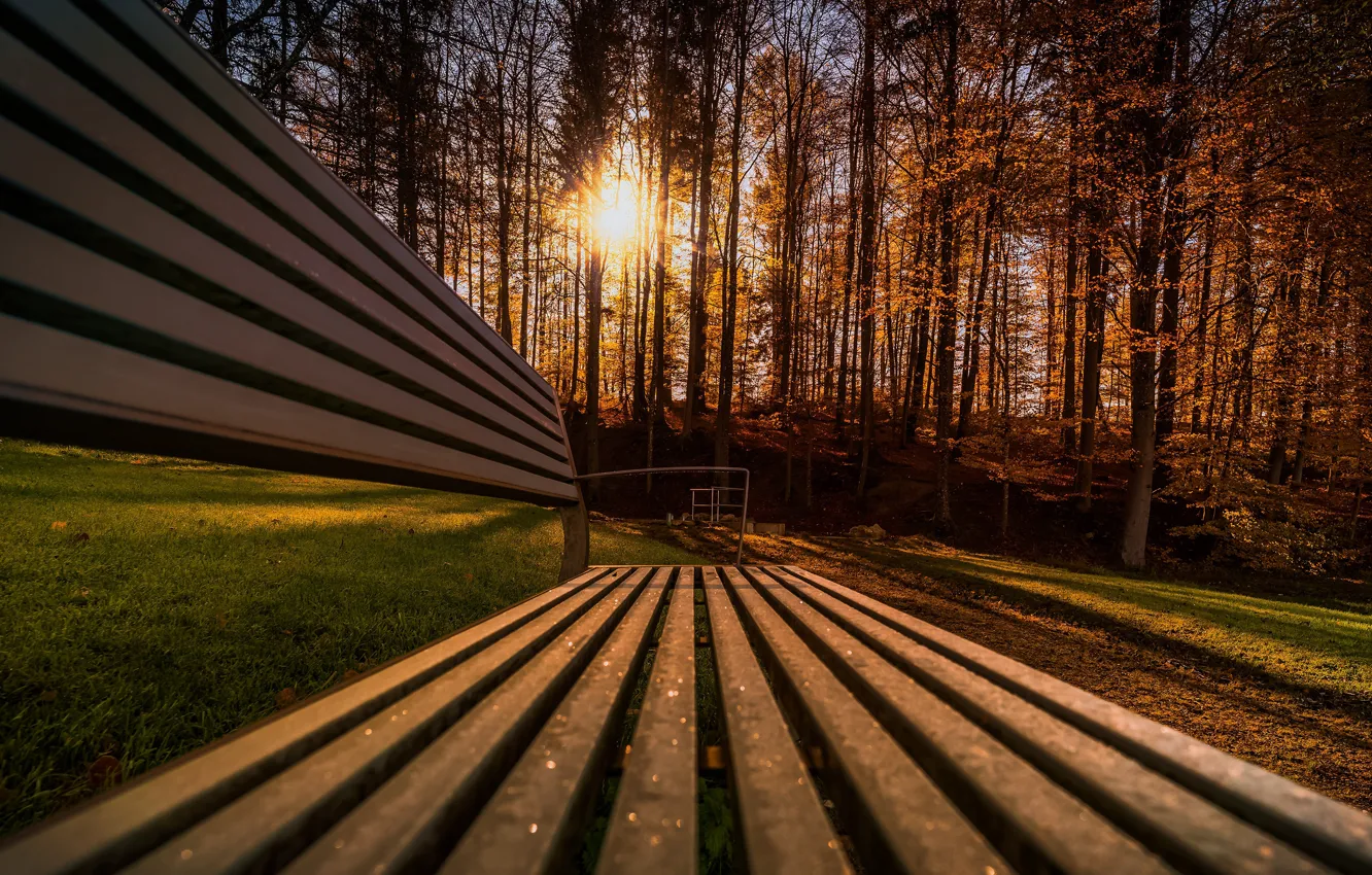 Photo wallpaper autumn, forest, the sun, rays, light, trees, bench, Park