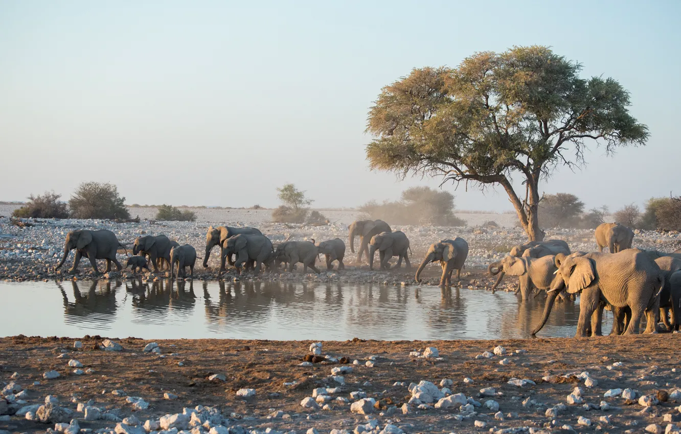 Photo wallpaper trees, stones, elephant, Savannah, Africa, drink, pond, a lot