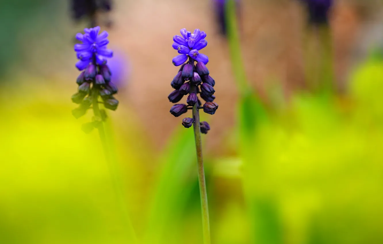 Photo wallpaper purple, flowers, spring, stem, green background, bokeh, Muscari