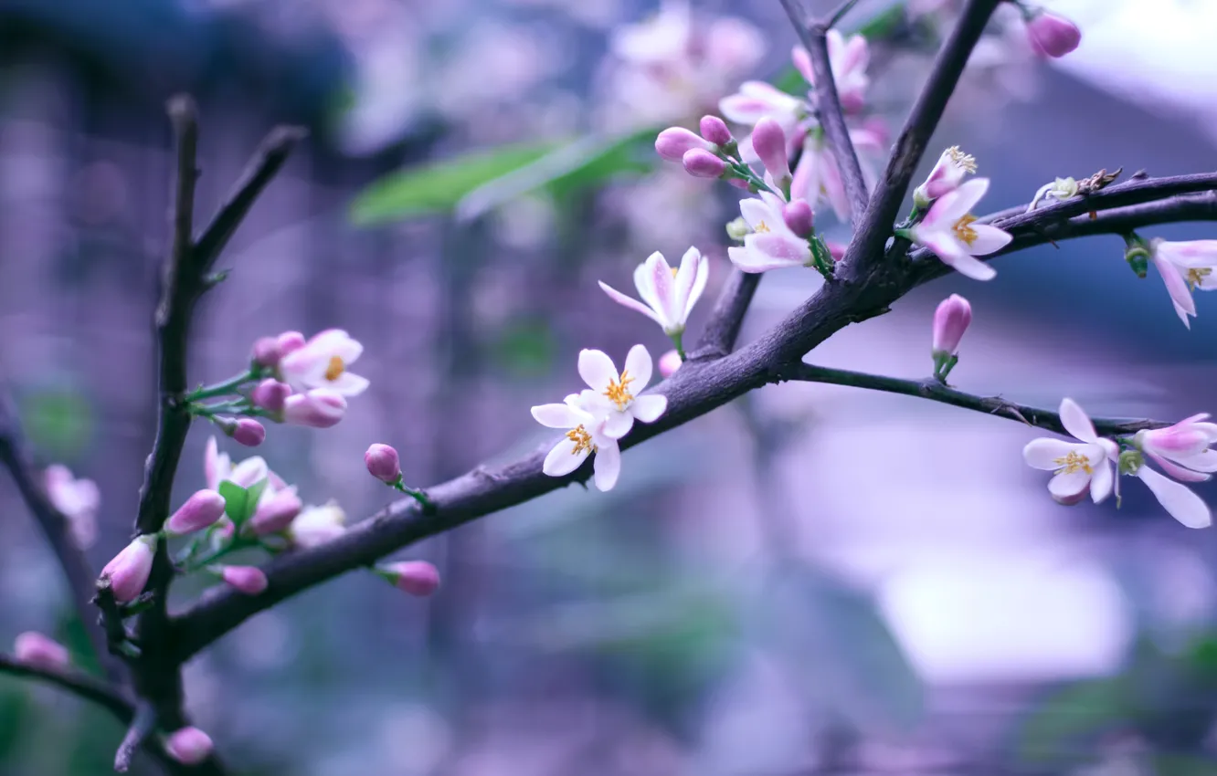 Photo wallpaper flowers, branches, sprig, spring, pink, flowering, bokeh