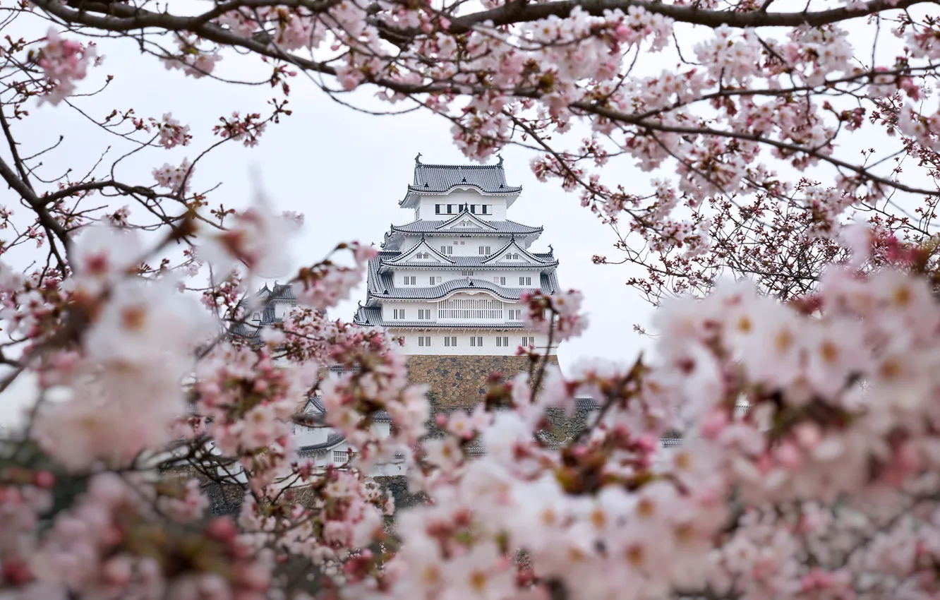 Photo wallpaper trees, flowers, branches, color, spring, Japan, Sakura, castle of the white Heron