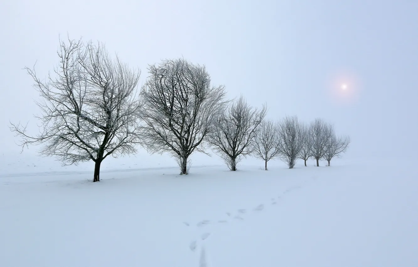 Photo wallpaper winter, field, snow, trees