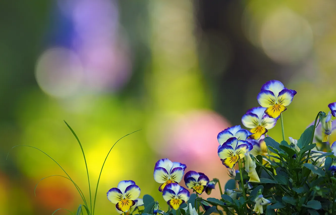 Photo wallpaper flowers, nature, background