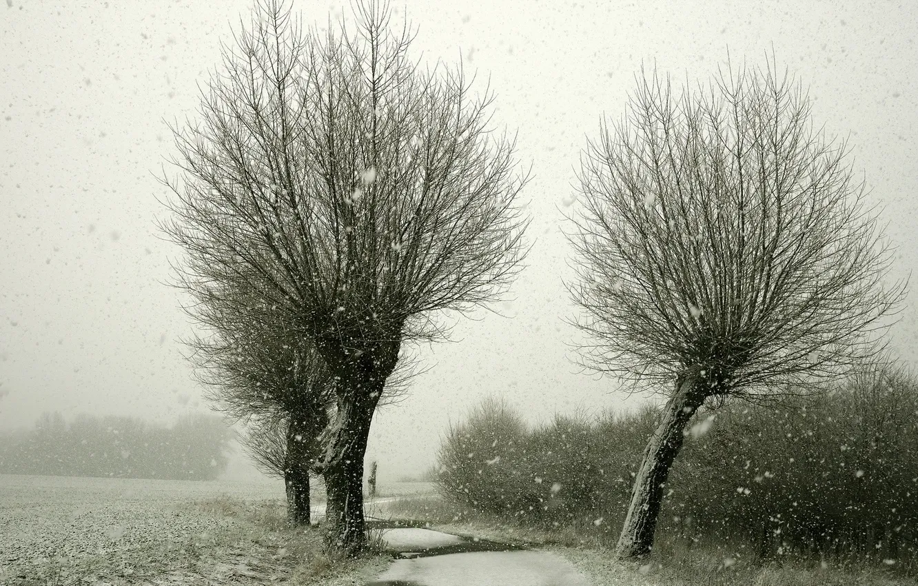Photo wallpaper road, snow, trees, landscape