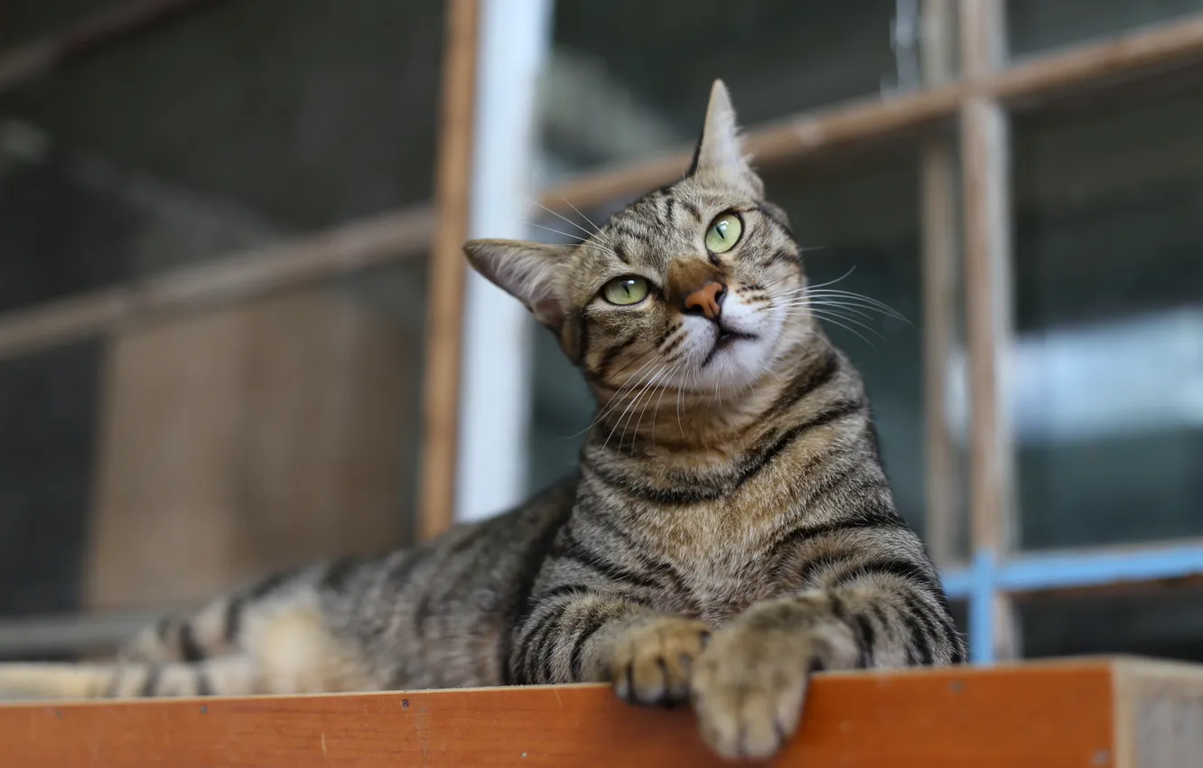 Photo wallpaper cat, cat, look, pose, grey, posing, striped