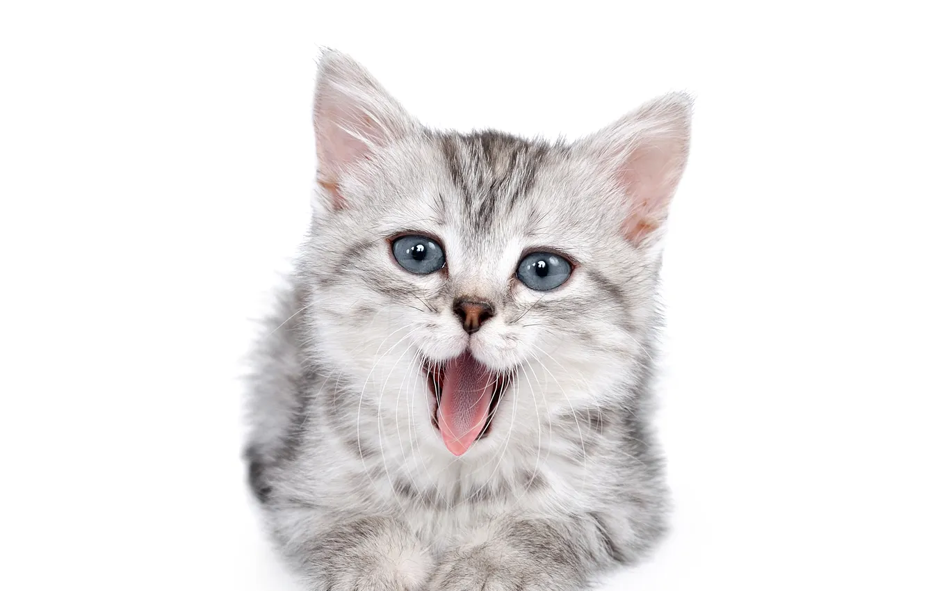Photo wallpaper mustache, look, white background, kitty, yawns