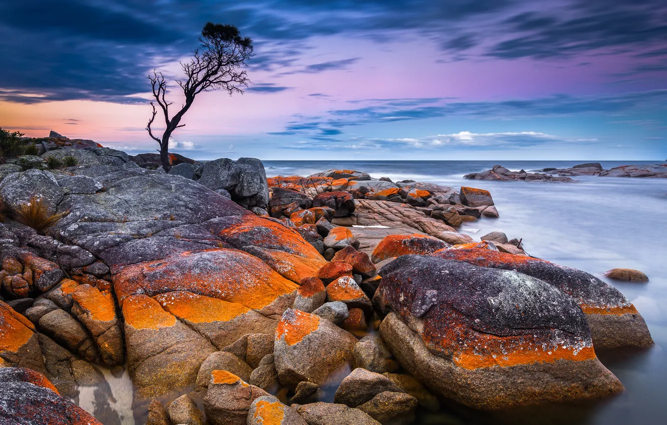 Photo wallpaper sea, sunset, stones, tree, shore, Australia, Tasmania