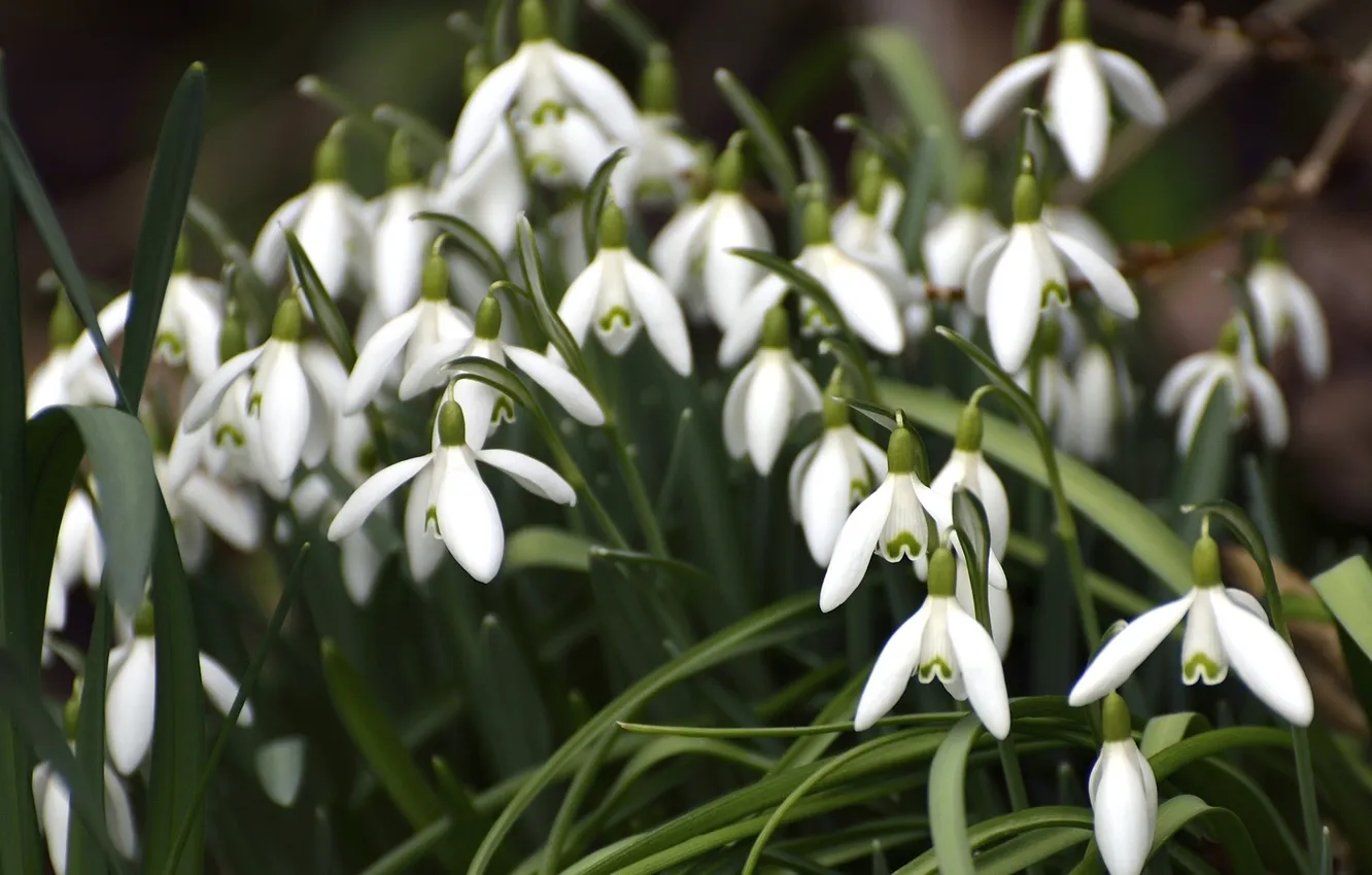 Photo wallpaper macro, spring, snowdrops