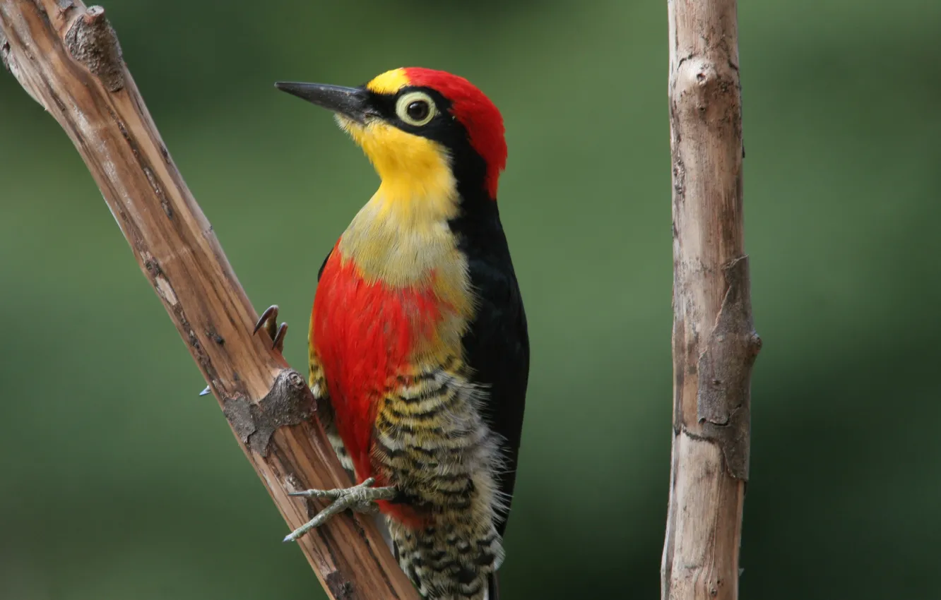 Photo wallpaper Red, Yellow, Bird, Beak, Branch, Woodpecker