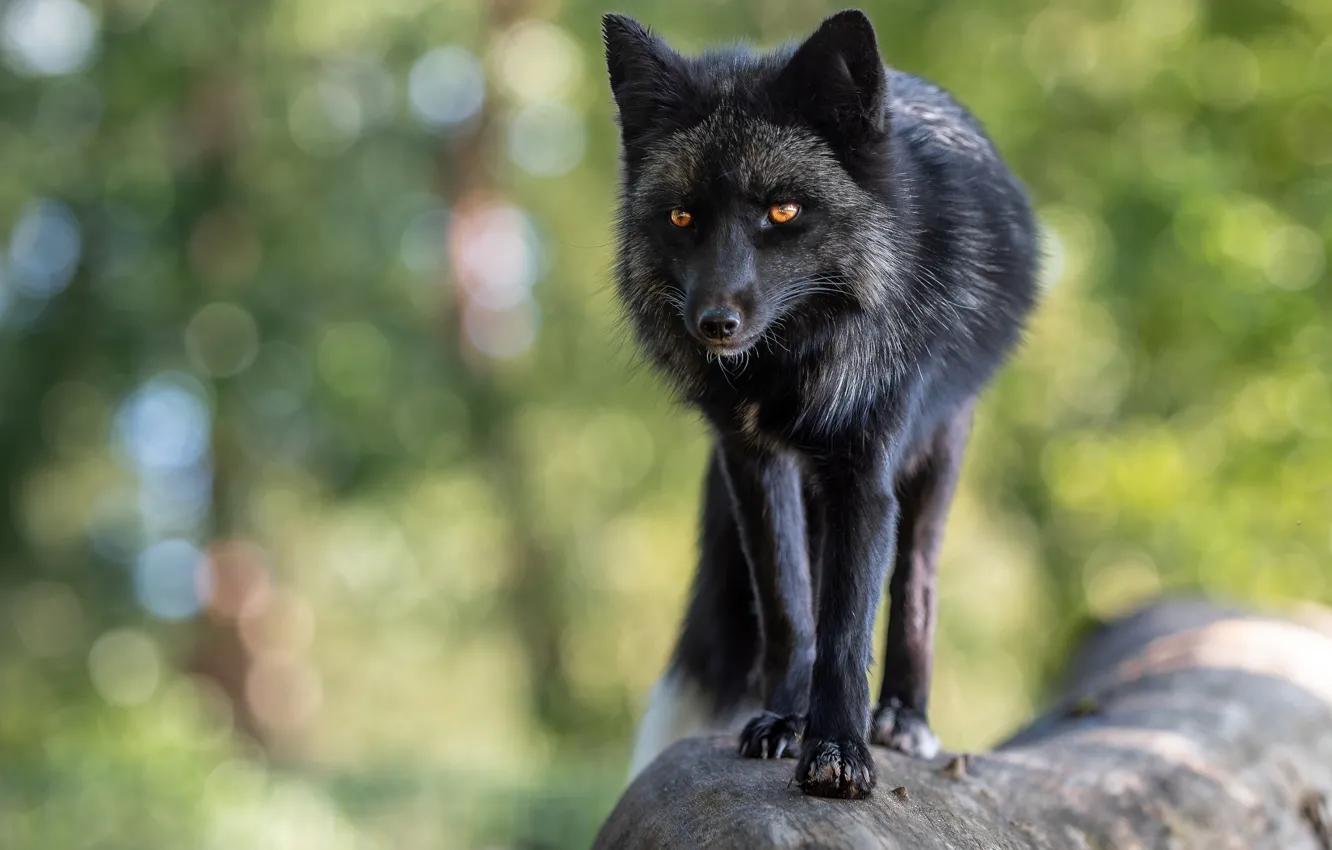 Photo wallpaper Fox, Fox, silver Fox