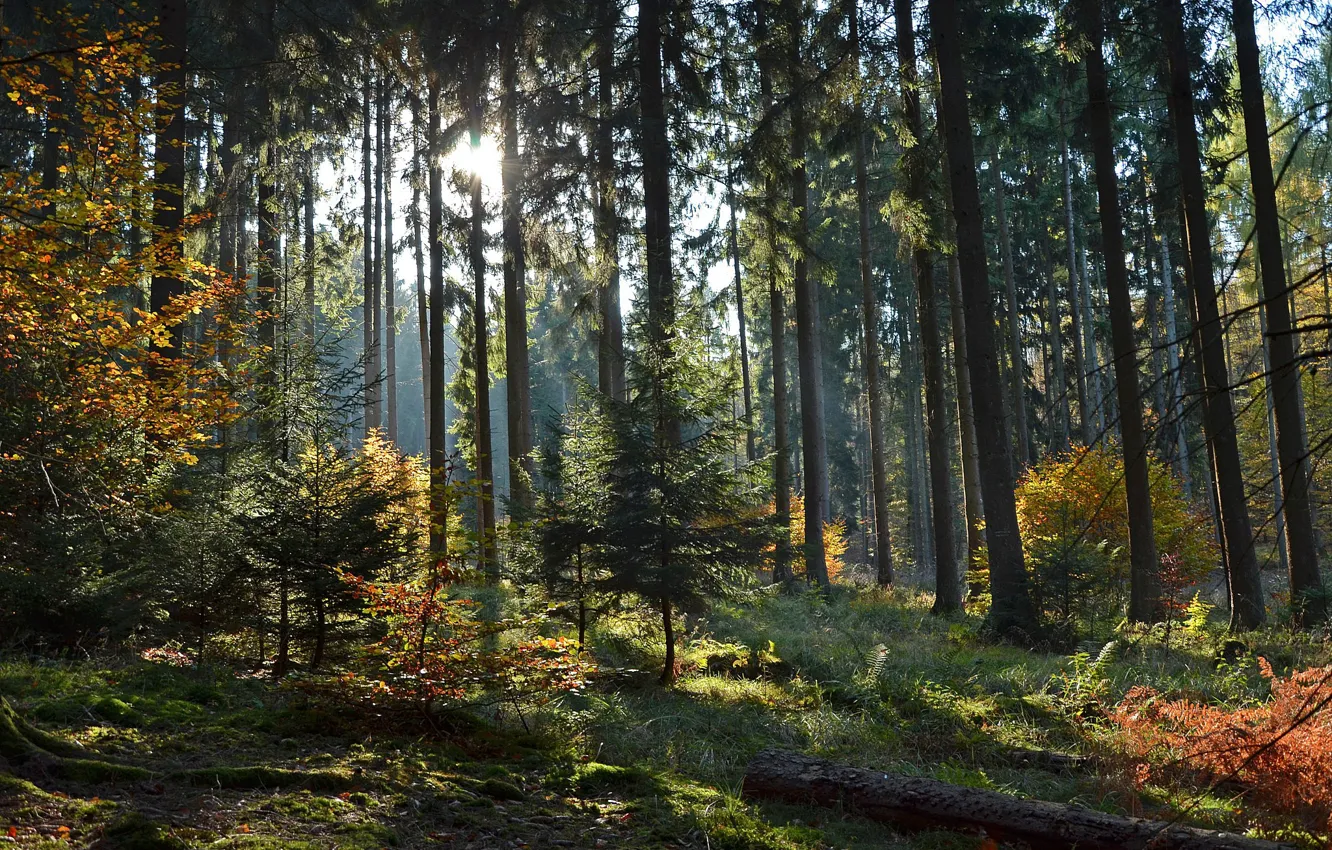 Photo wallpaper forest, trees, sunlight