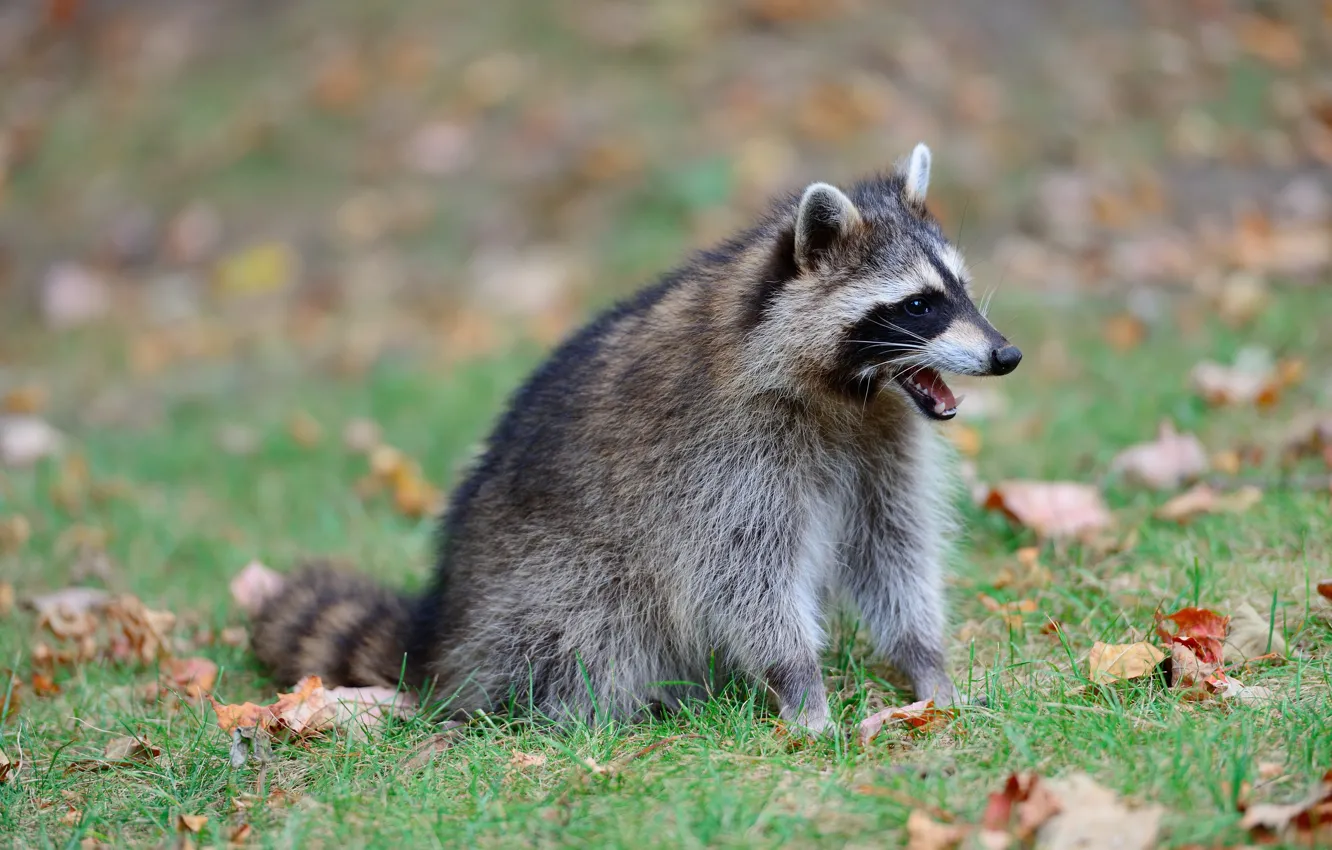 Photo wallpaper autumn, language, grass, leaves, glade, mouth, raccoon, sitting