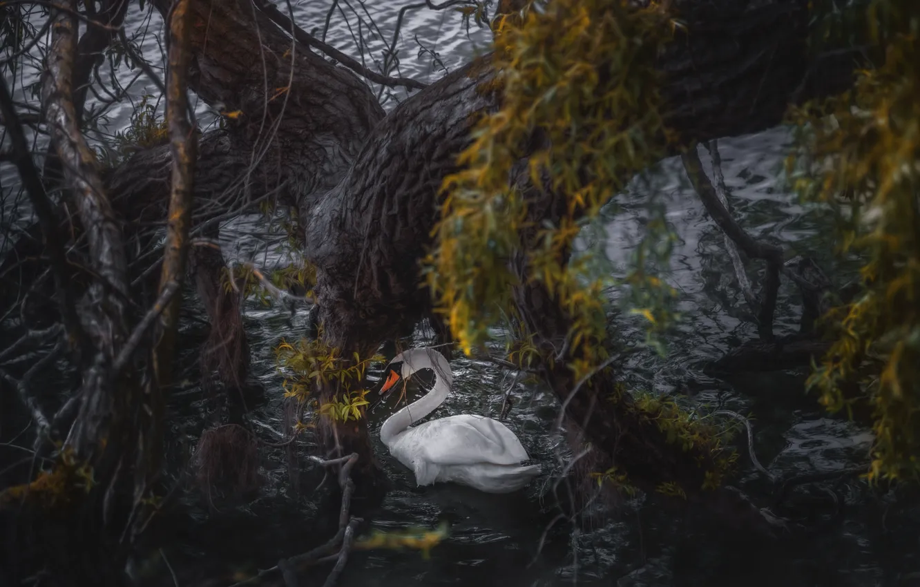 Photo wallpaper branches, lake, tree, bird, Swan